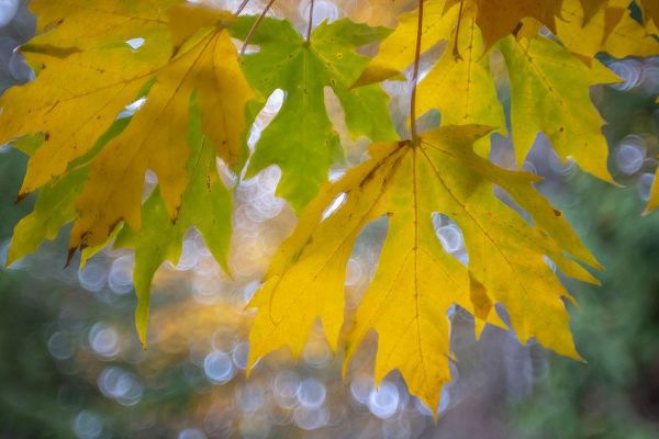 Jaynes Gallery 아티스트의 USA-Washington State-Seabeck Bigleaf maple leaves close-up in autumn작품입니다.